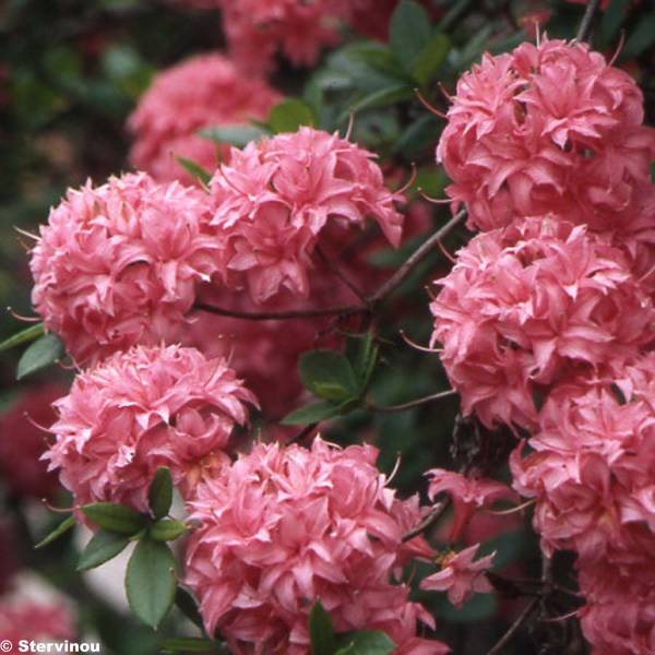 Azalée de Chine Homebush - Rhododendron hybride Pot de 4L/5L - Image 1