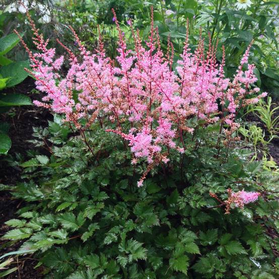 Astilbe japonica Delft Lace Godet de 8/9 cm