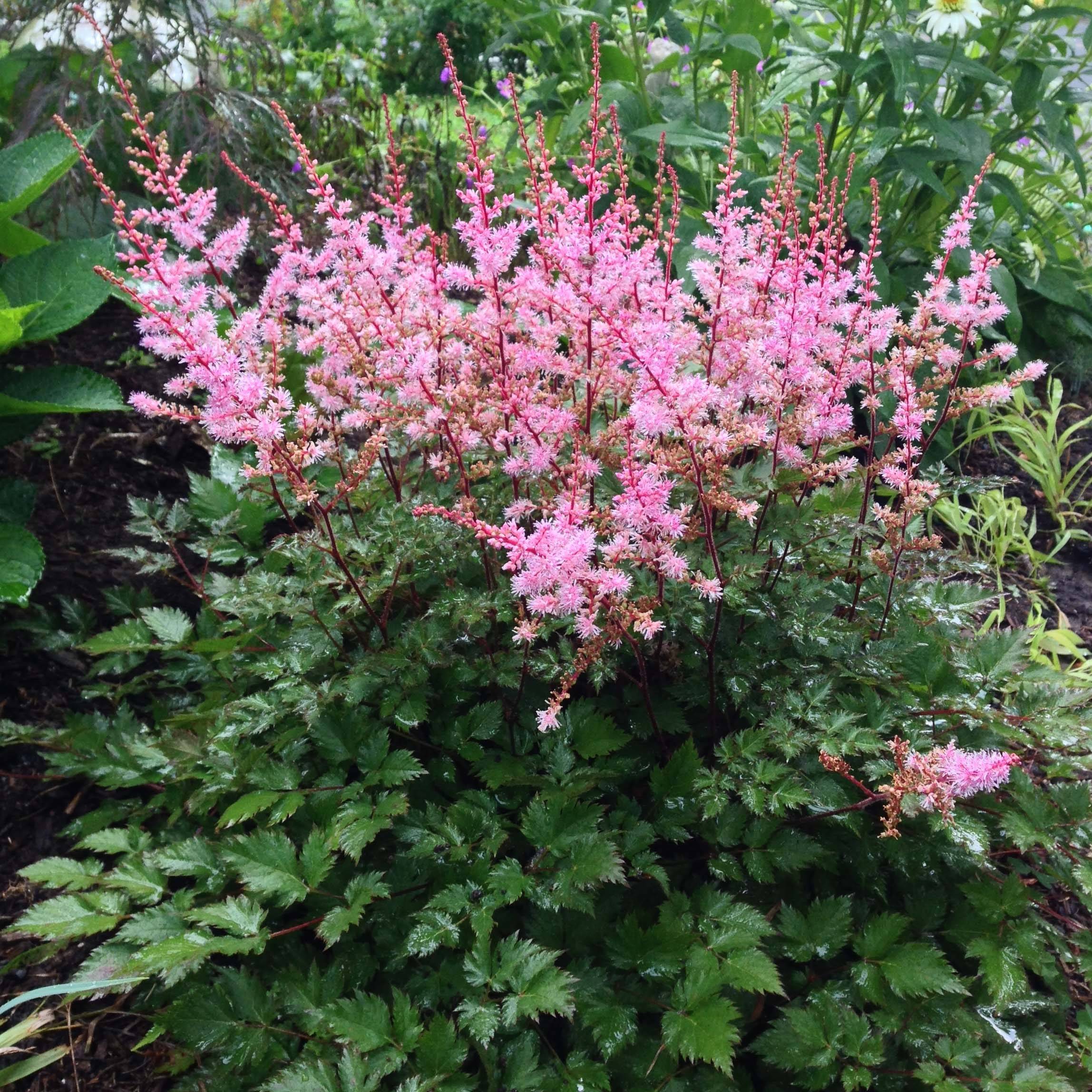 Astilbe japonica Delft Lace Godet de 8/9 cm
