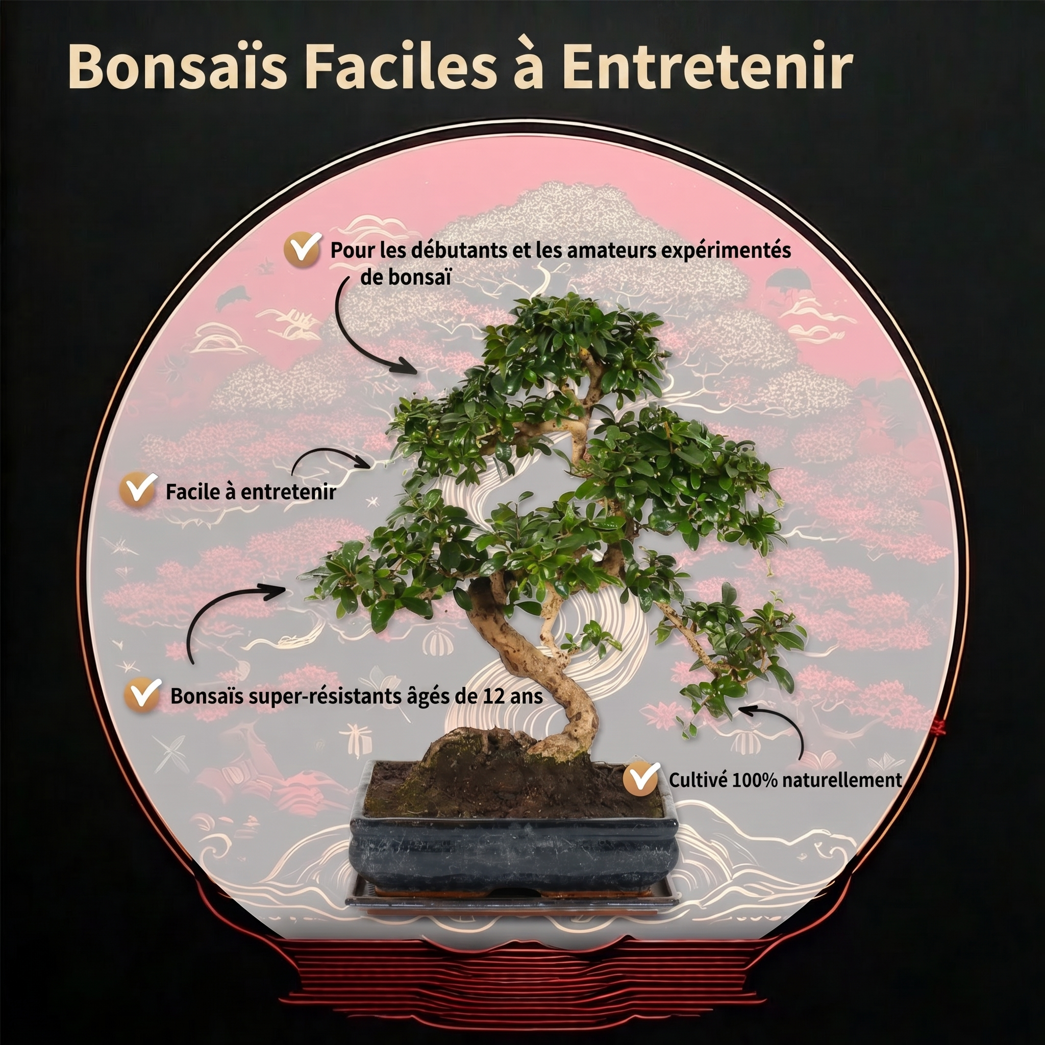 0 - Bonsaï Forme S - Ciseaux Inclus - Image 2