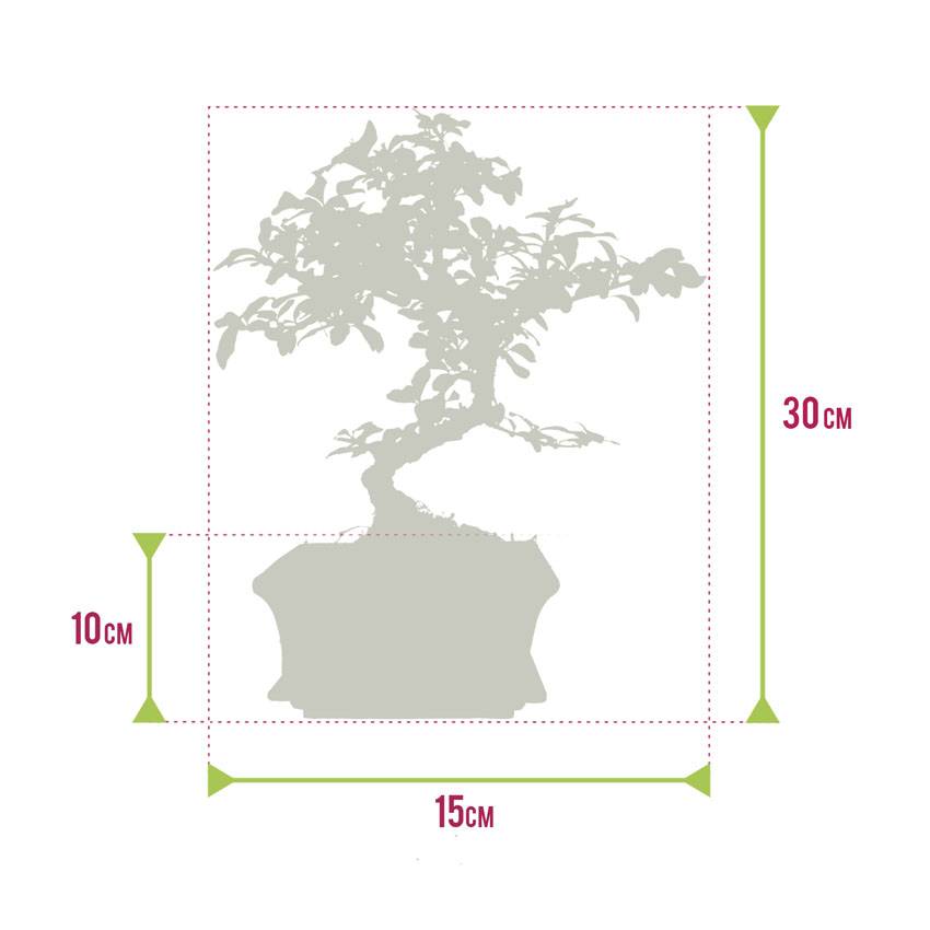 0 - Bonsaï Forme S - Ciseaux Inclus - Image 7