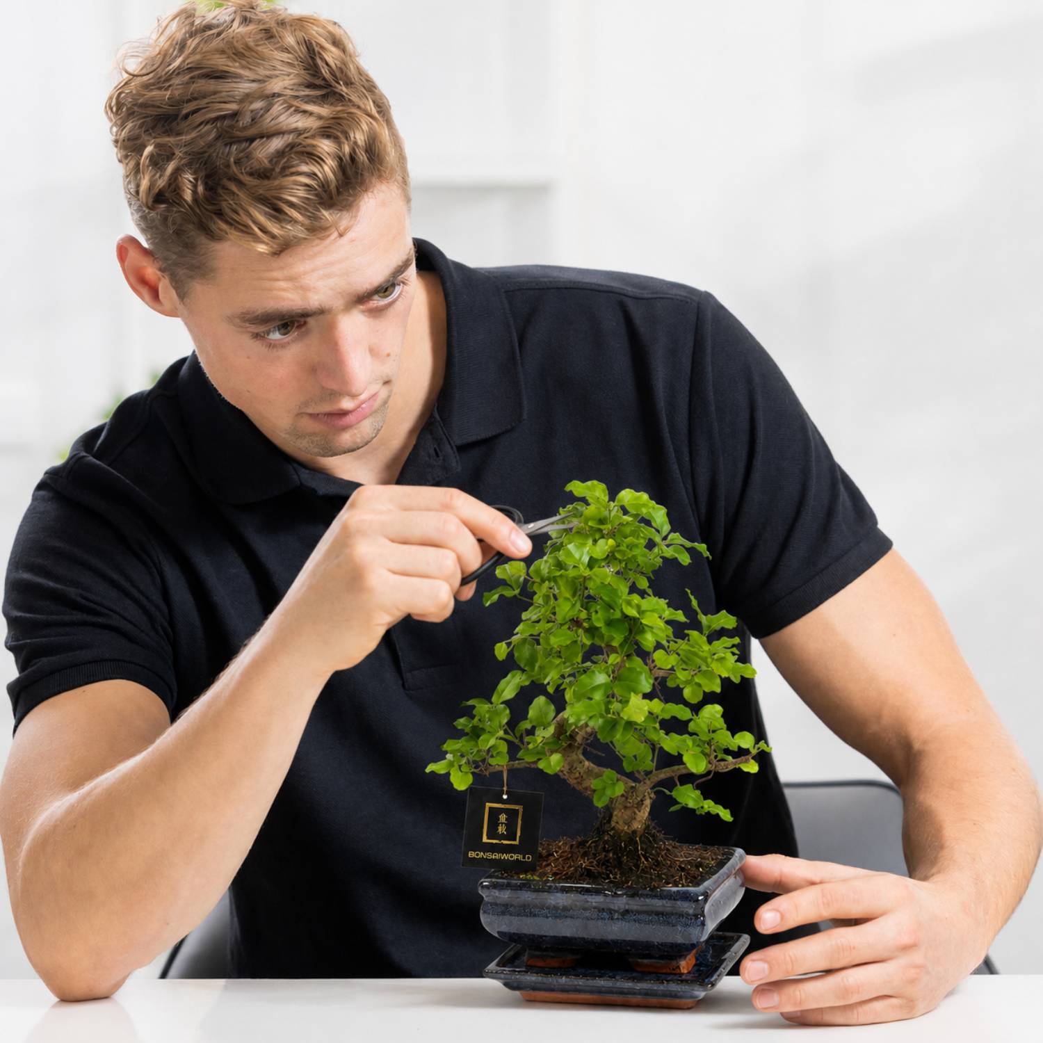 0 - Bonsaï Forme S 8 ans - Carmona ou Zelkova - avec pot et coupelle - Image 4