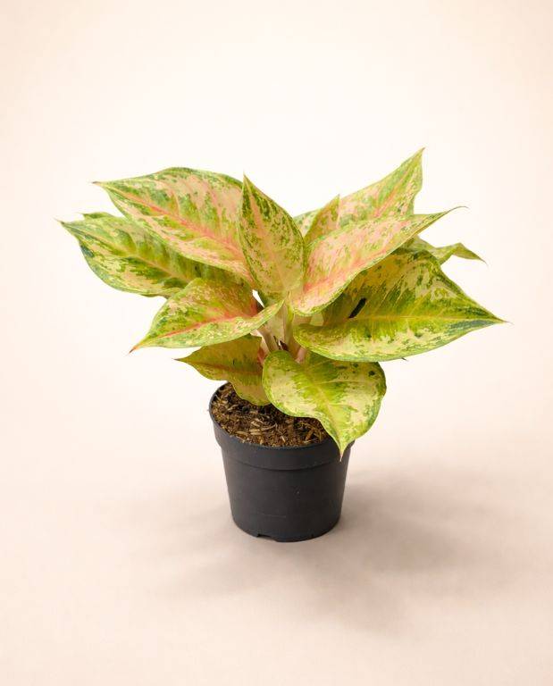 Aglaonema Pastella D. 12cm H. 30cm - Plante d'intérieur - IndoorPoppies - Image 1