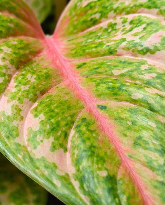 Aglaonema Pastella D. 12cm H. 30cm - Plante d'intérieur - IndoorPoppies - Image 2