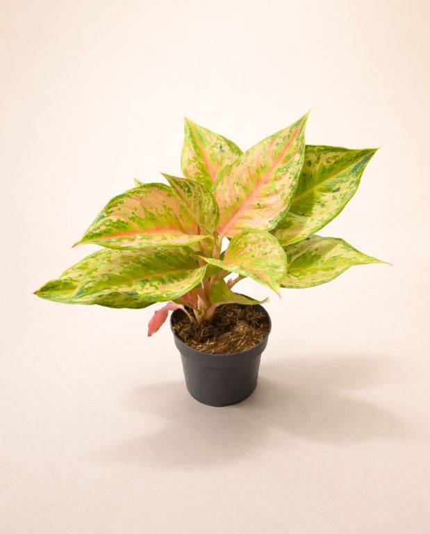 Aglaonema Pastella D. 12cm H. 30cm - Plante d'intérieur - IndoorPoppies - Image 3