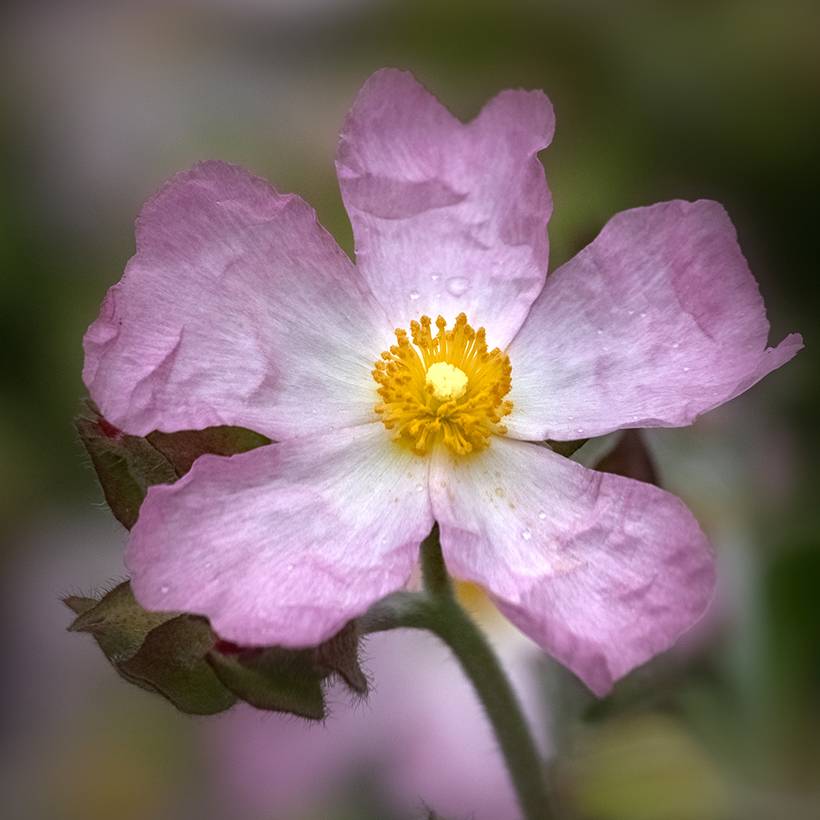 Promesse de Fleurs - Cistus Grayswood Pink - Ciste hybride Godet de 8/9 cm
