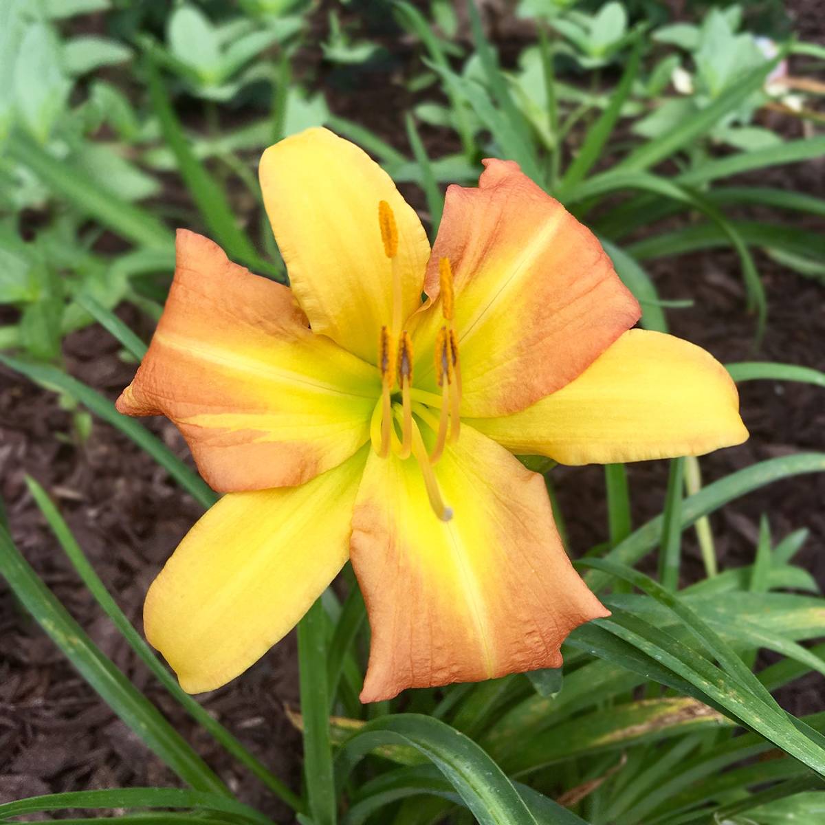 Promesse de Fleurs - Hémérocalle Everydaylily Punch Yellow - Lis d'un jour Pot de 2L/3L