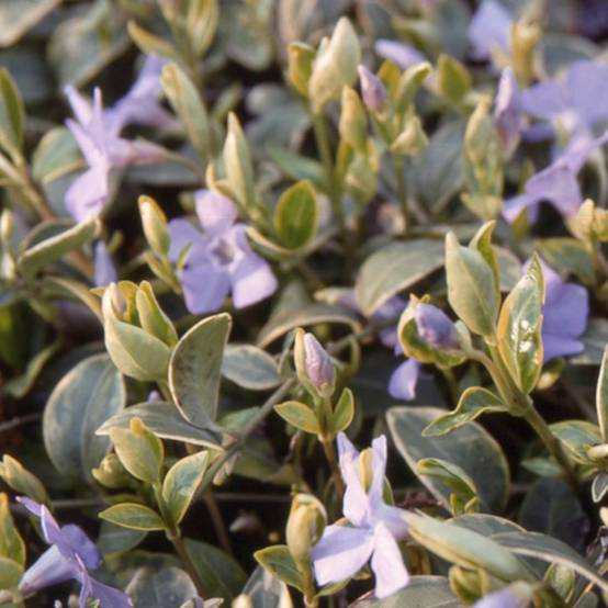 Pervenche Argenteovariegata à fleurs Bleue - feuillage Persistant - Lot de 3 godets- hauteur à maturité Moins de 0,15 m