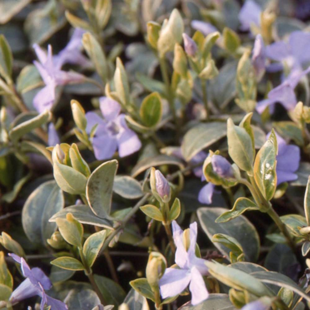 Pervenche Argenteovariegata à fleurs Bleue - feuillage Persistant - Lot de 3 godets-  hauteur à maturité Moins de 0,15 m