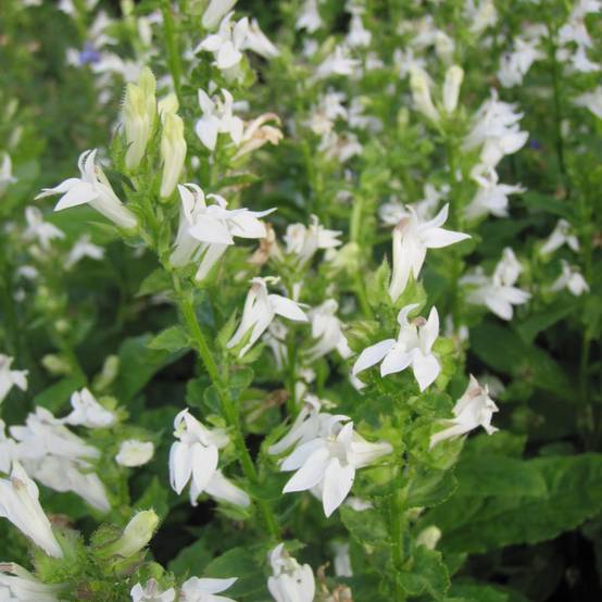 Promesse de Fleurs - Lobelia siphilitica Alba Godet de 8/9 cm