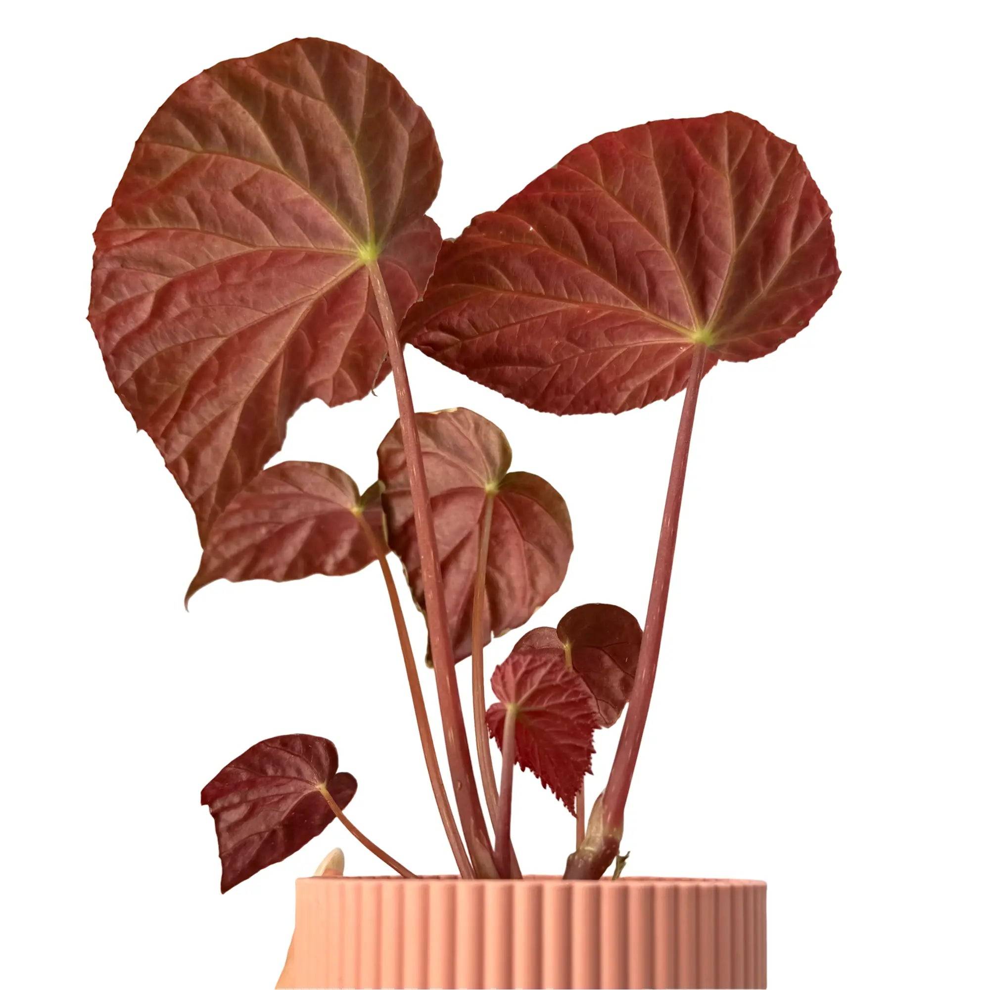 Begonia Pavonina - Pot de 8cm - Plantes d'intérieur - Image 2