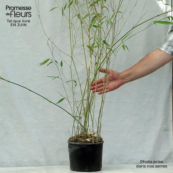 Phyllostachys aureosulcata Alata - Bambou moyen Pot de 4L/5L - Image 2