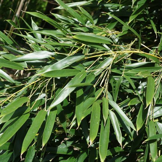 Phyllostachys aureosulcata Alata - Bambou moyen Pot de 4L/5L - Image 1