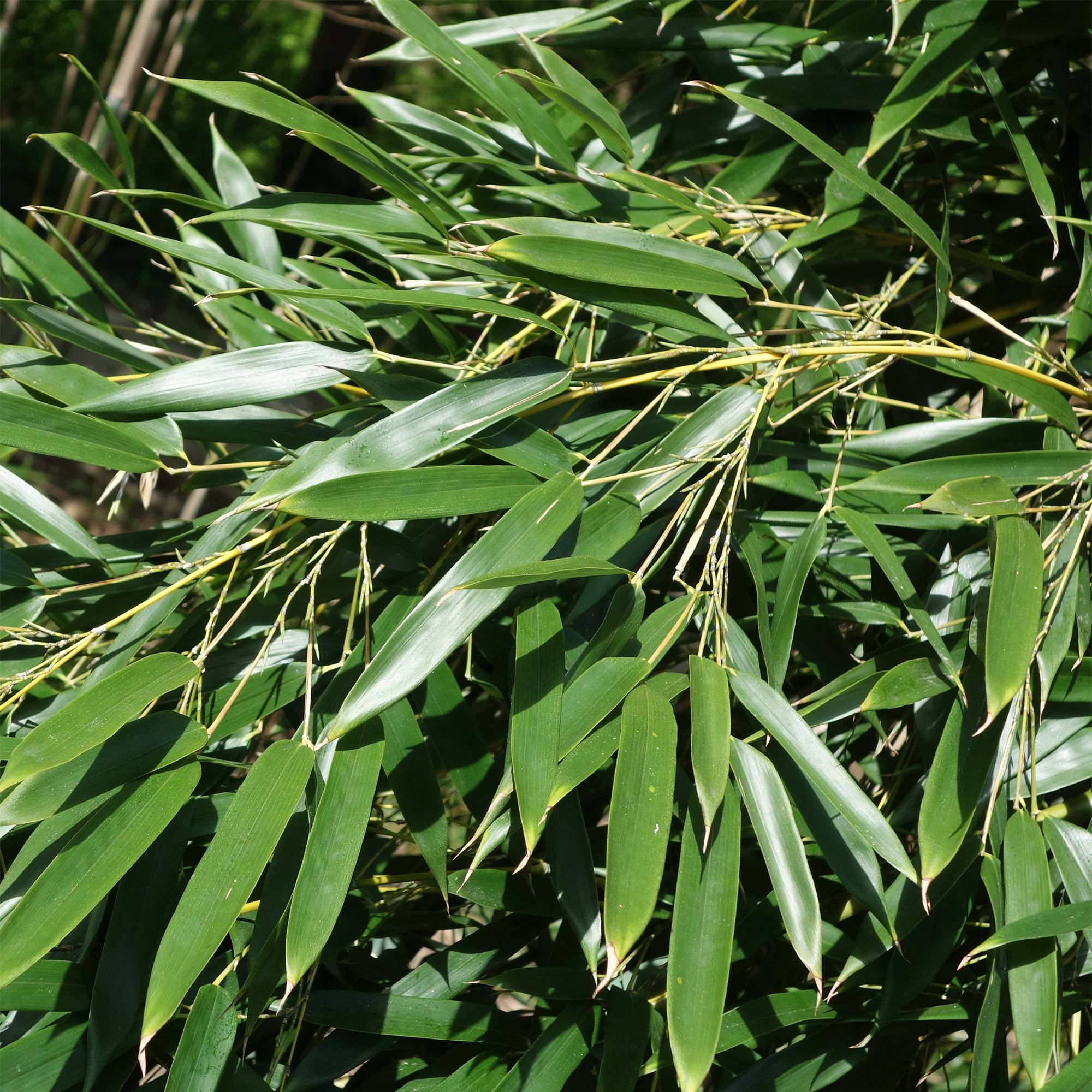 Phyllostachys aureosulcata Alata - Bambou moyen Pot de 4L/5L - Image 1
