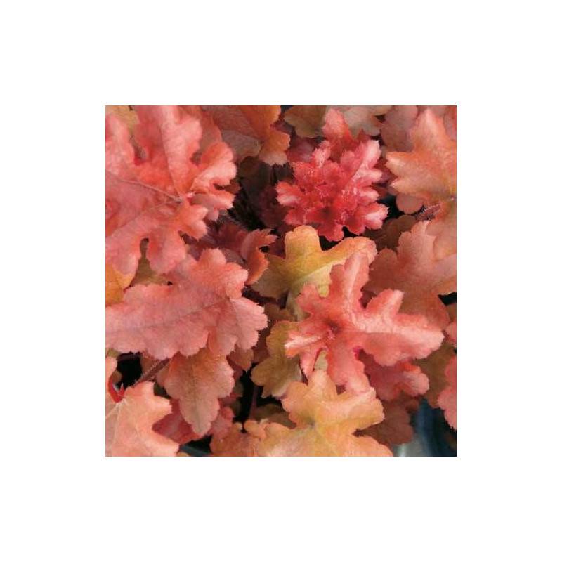 Heuchere Red Fury à fleurs Blanche/ - feuillage Semi-Persistant - Godet - 5/20 cm - Image 2