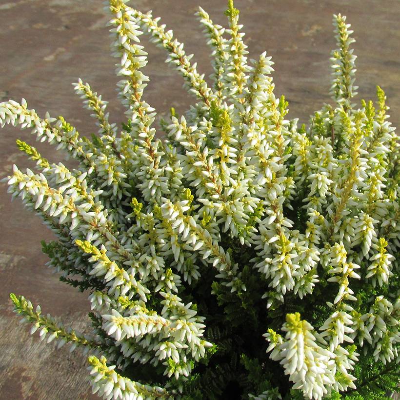 Bruyère d'été - Calluna vulgaris Anouk (BEAUTY LADIES series) Pot de 12 cm / 13 cm