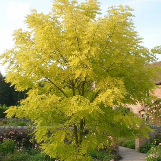 Robinier faux-acacia Frisia, Acacia, Robinier - Pot de 15L - Tige 10/12 - Haut. 150/175 cm - Image 5