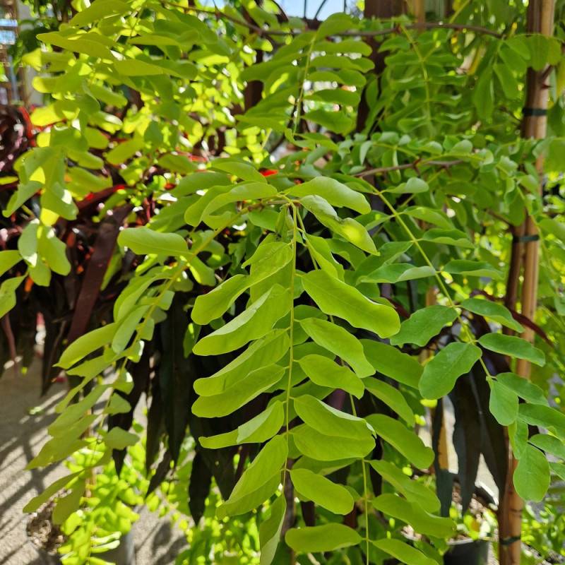 Robinier faux-acacia Frisia, Acacia, Robinier - Pot de 15L - Tige 10/12 - Haut. 150/175 cm - Image 4
