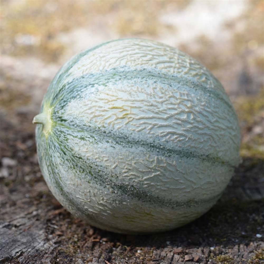 Promesse de Fleurs - Melon Rerato Degli Ortolani Bio - Ferme de Sainte Marthe le sachet de 15 graines environ (Sachet de 15 grainesg)