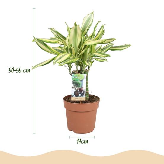 Dracaena Diamond Dream - D17 H55cm - Image 4
