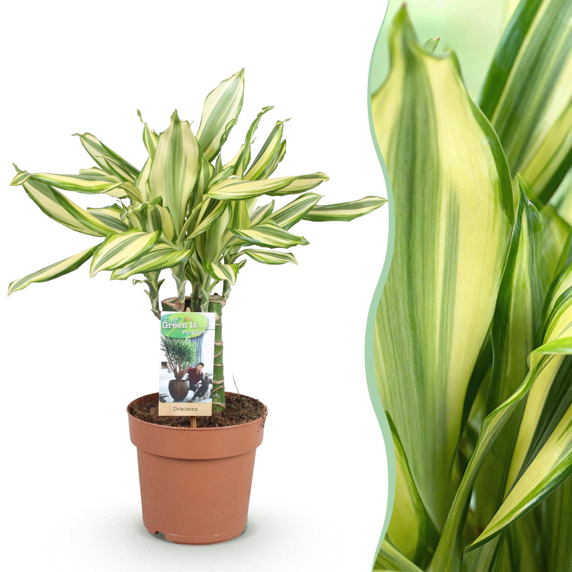 Dracaena Diamond Dream - D17 H55cm - Image 2