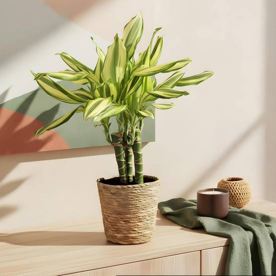 Dracaena Diamond Dream - D17 H55cm - Image 1