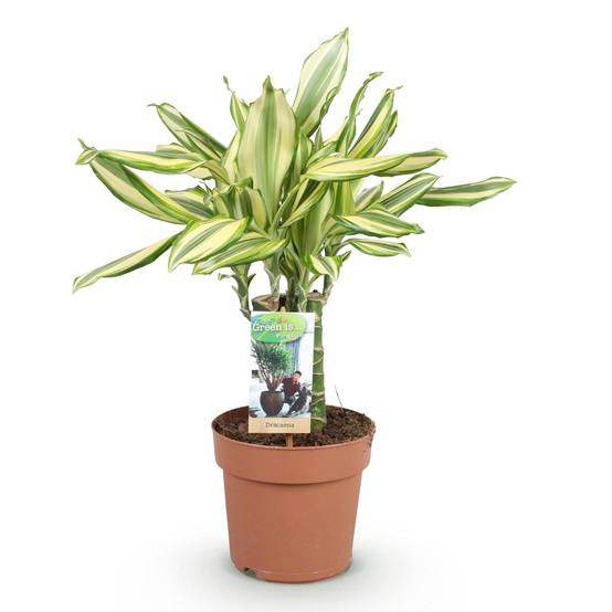 Dracaena Diamond Dream - D17 H55cm - Image 3