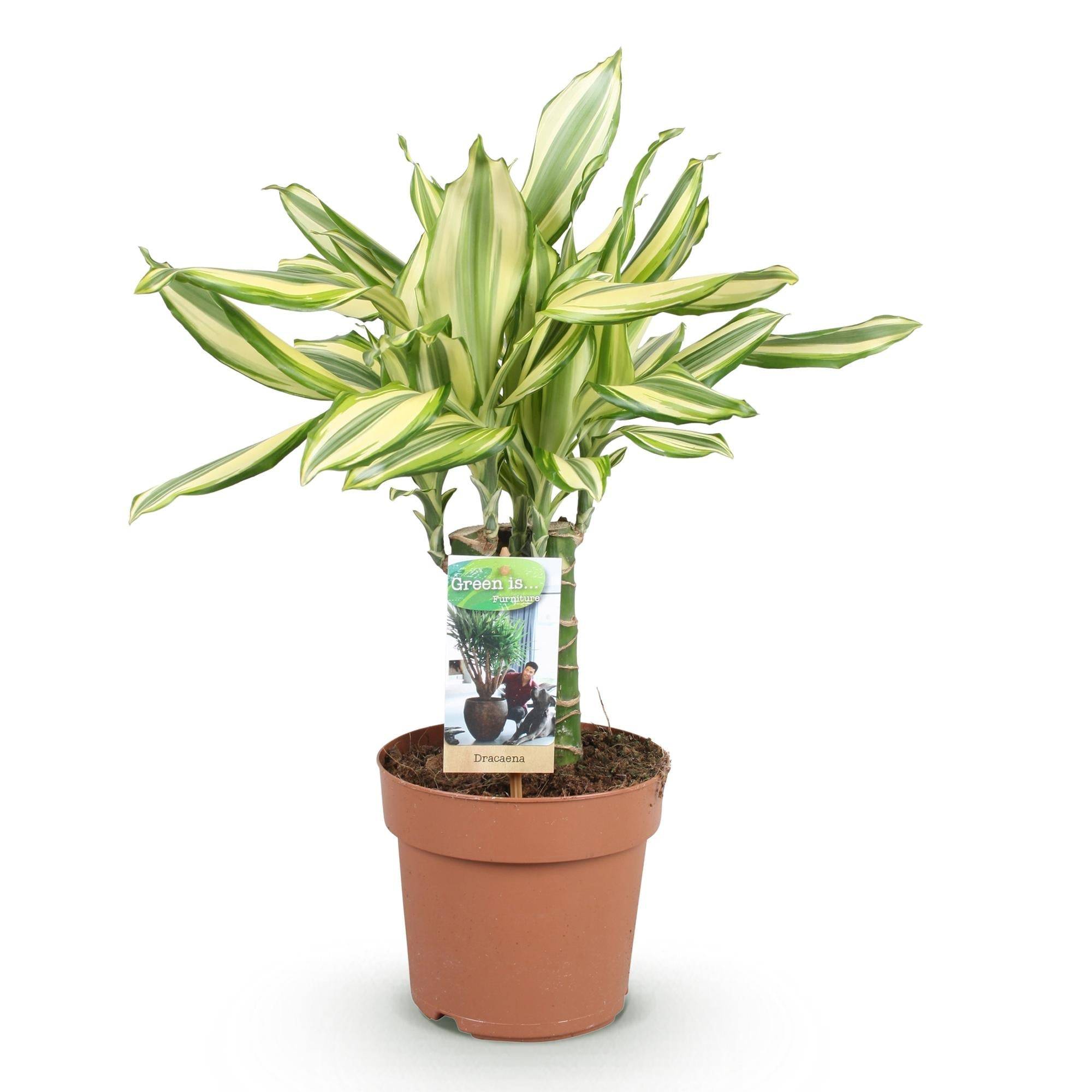 Dracaena Diamond Dream - D17 H55cm - Image 3