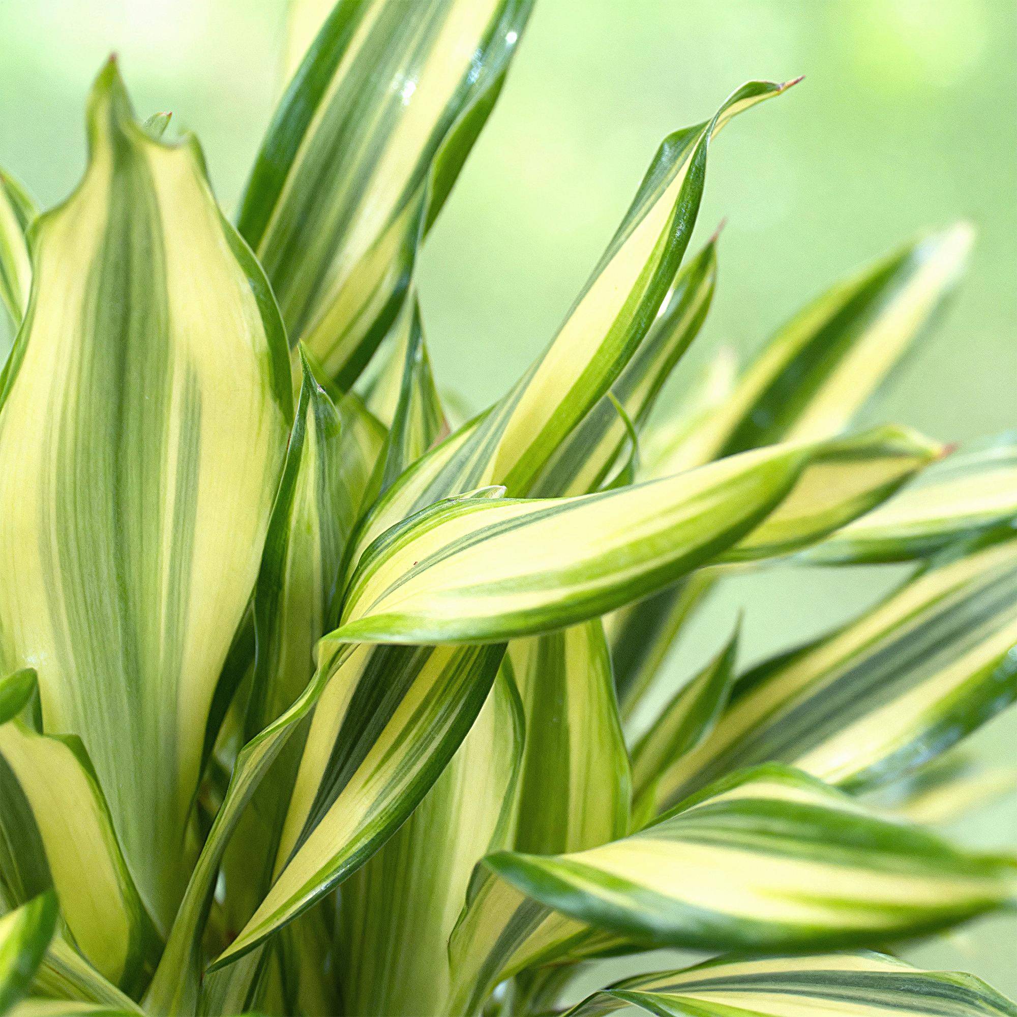 Dracaena Diamond Dream - D17 H55cm - Image 5