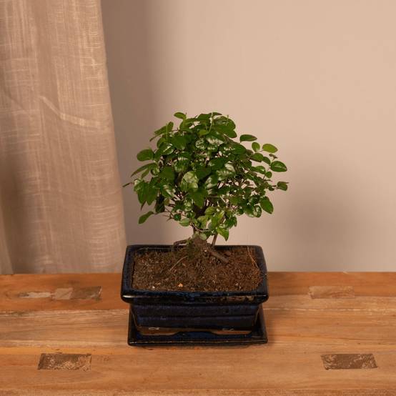 Bonsaï 30cm - Plante d'intérieur- La Green Touch - Image 5