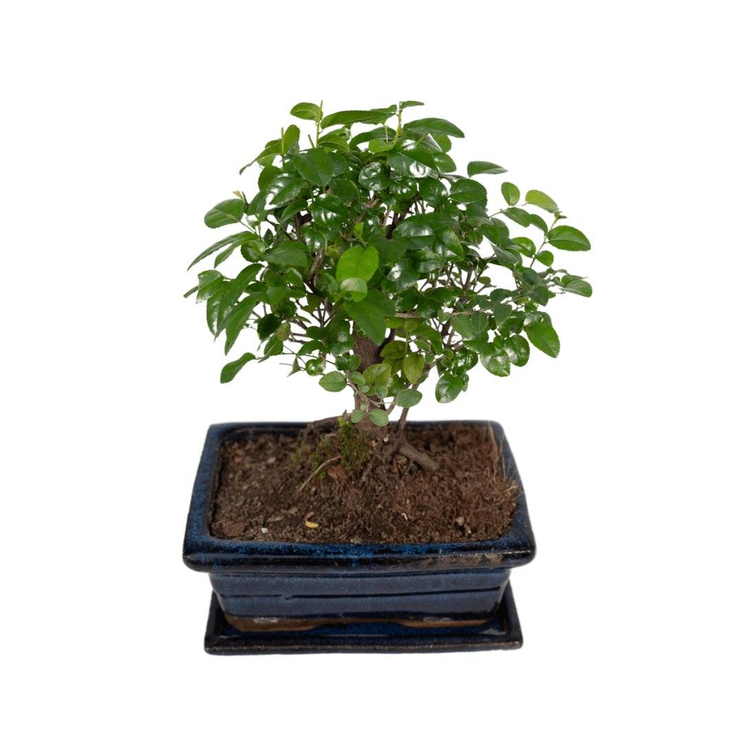 Bonsaï 30cm - Plante d'intérieur- La Green Touch - Image 4