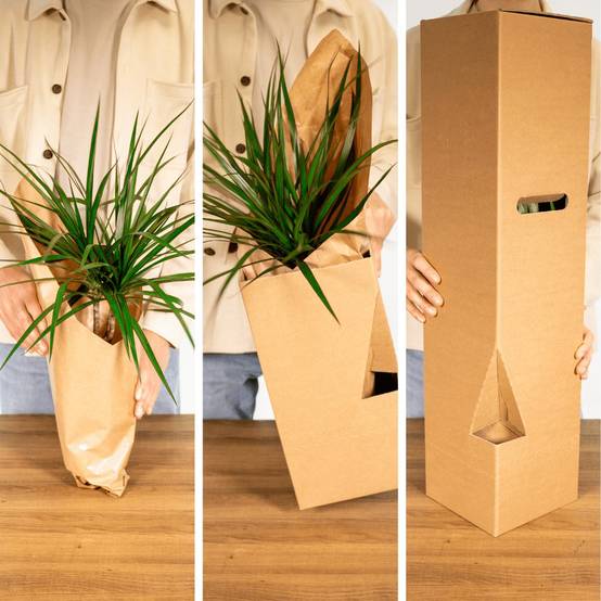 Bonsaï 30cm - Plante d'intérieur- La Green Touch - Image 7