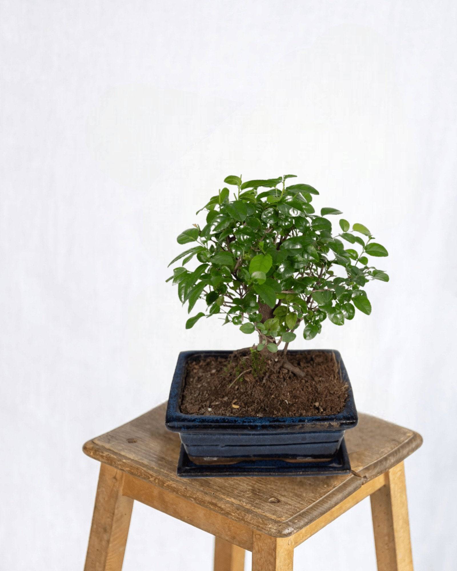 Bonsaï 30cm - Plante d'intérieur- La Green Touch - Image 2