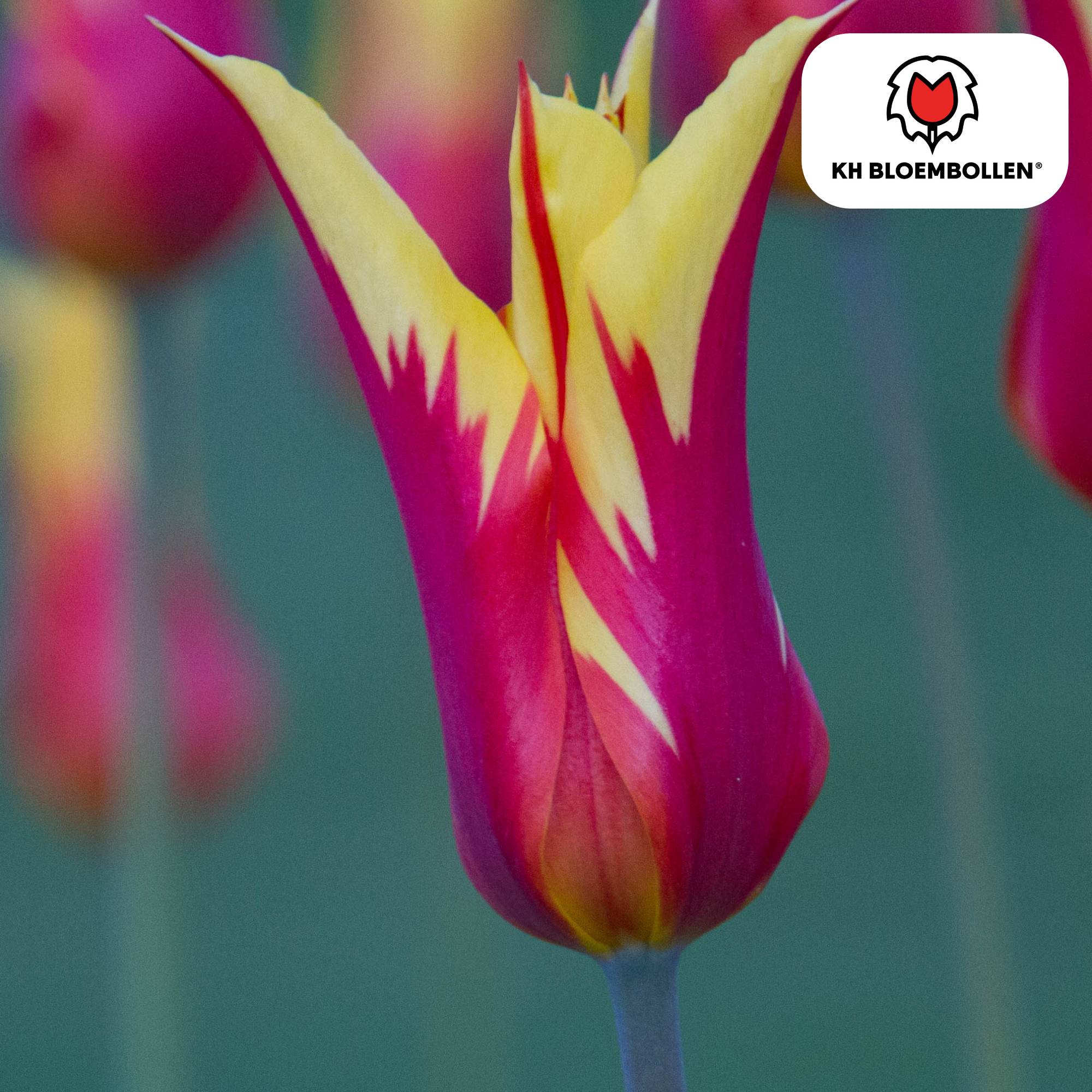 La Green Touch - Tulipe Fire Wings - 20 bulbes - Image 5