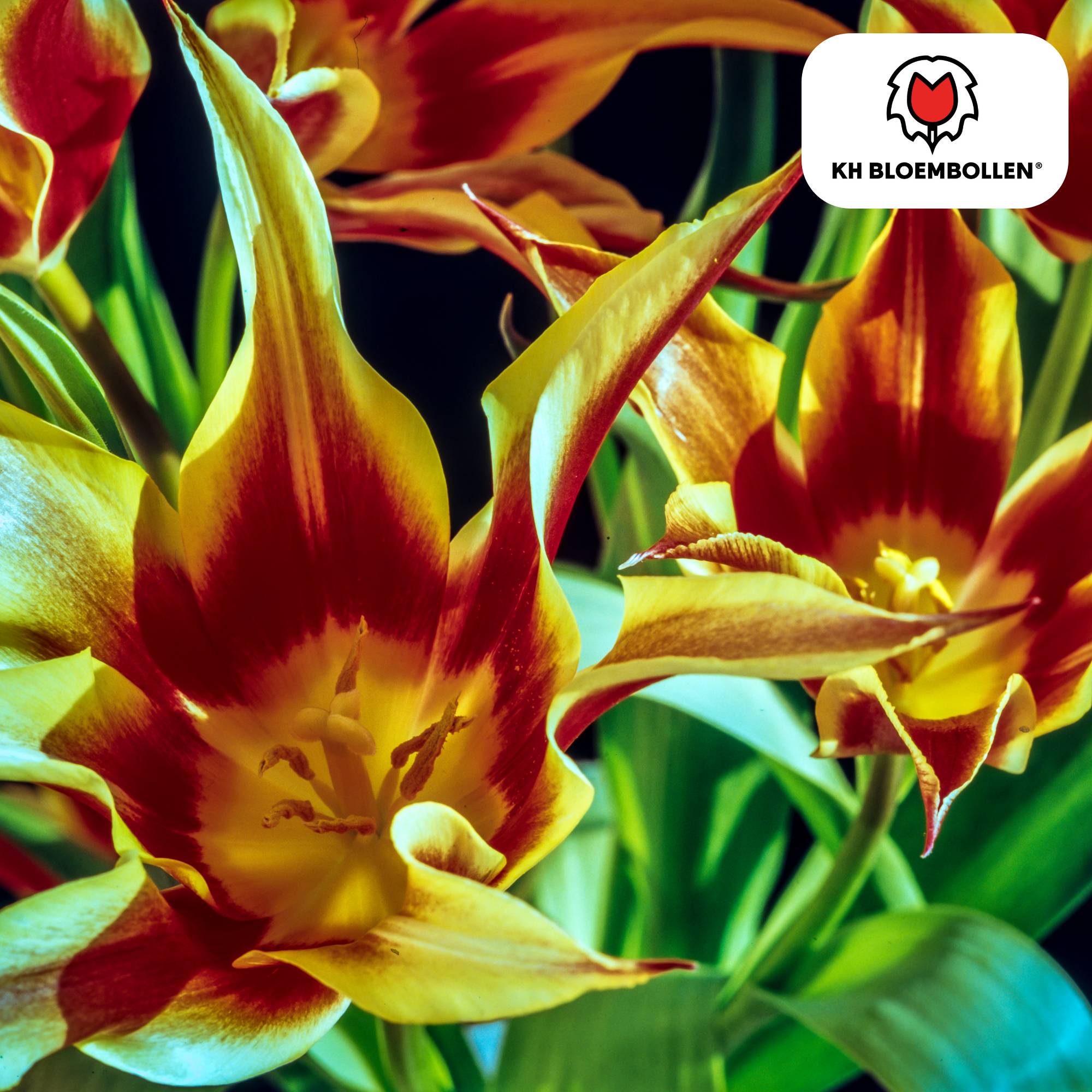 La Green Touch - Tulipe Fire Wings - 20 bulbes - Image 4