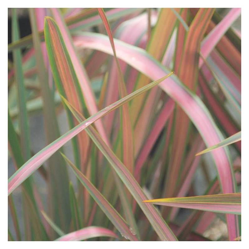 Lin de Nouvelle-Zélande Jester, Phormium - Pot de 4L - 40/60 cm - Image 1