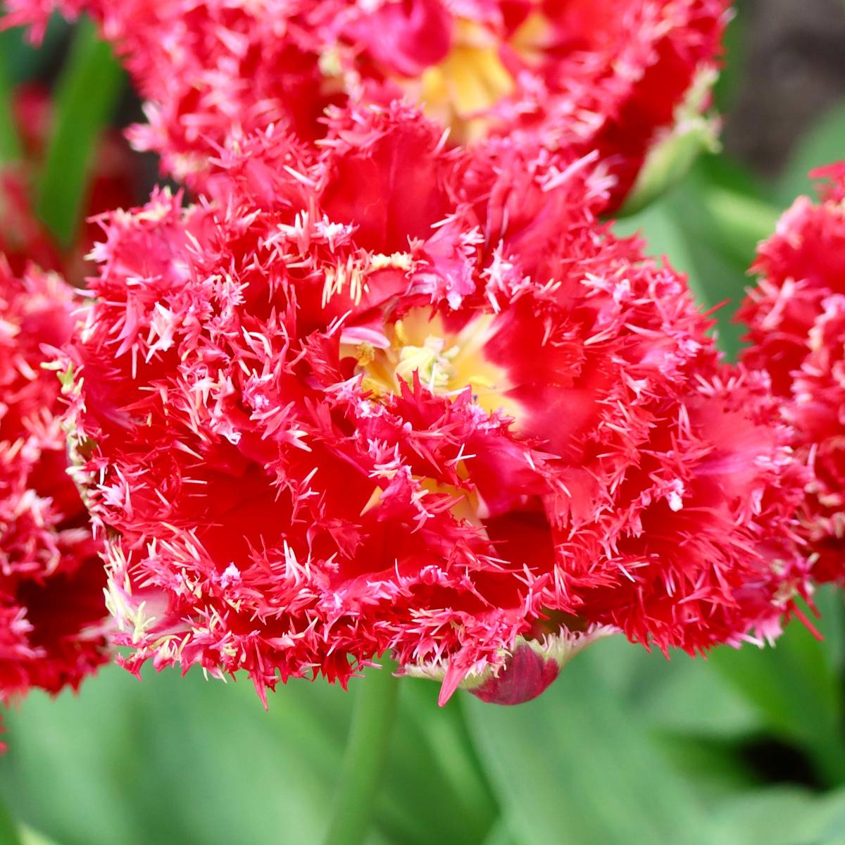 Promesse de Fleurs - Tulipe dentelée double Qatar Bulbe calibre 11+ (par 6)