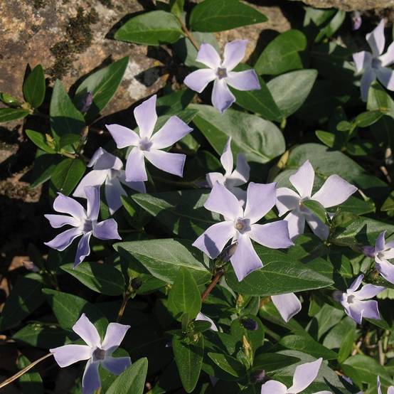 Pervenche difforme ou intermédiaire - Vinca difformis Godet de 8/9 cm