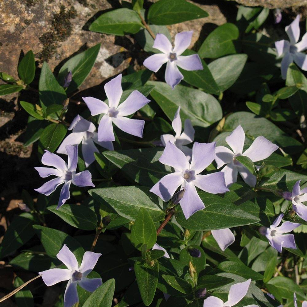 Pervenche difforme ou intermédiaire - Vinca difformis Godet de 8/9 cm