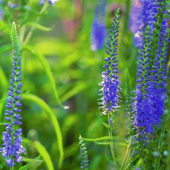 Veronica longifolia - Véronique à longues feuilles Godet de 8/9 cm