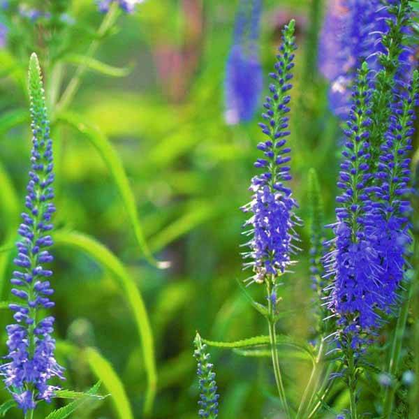 Veronica longifolia - Véronique à longues feuilles Godet de 8/9 cm