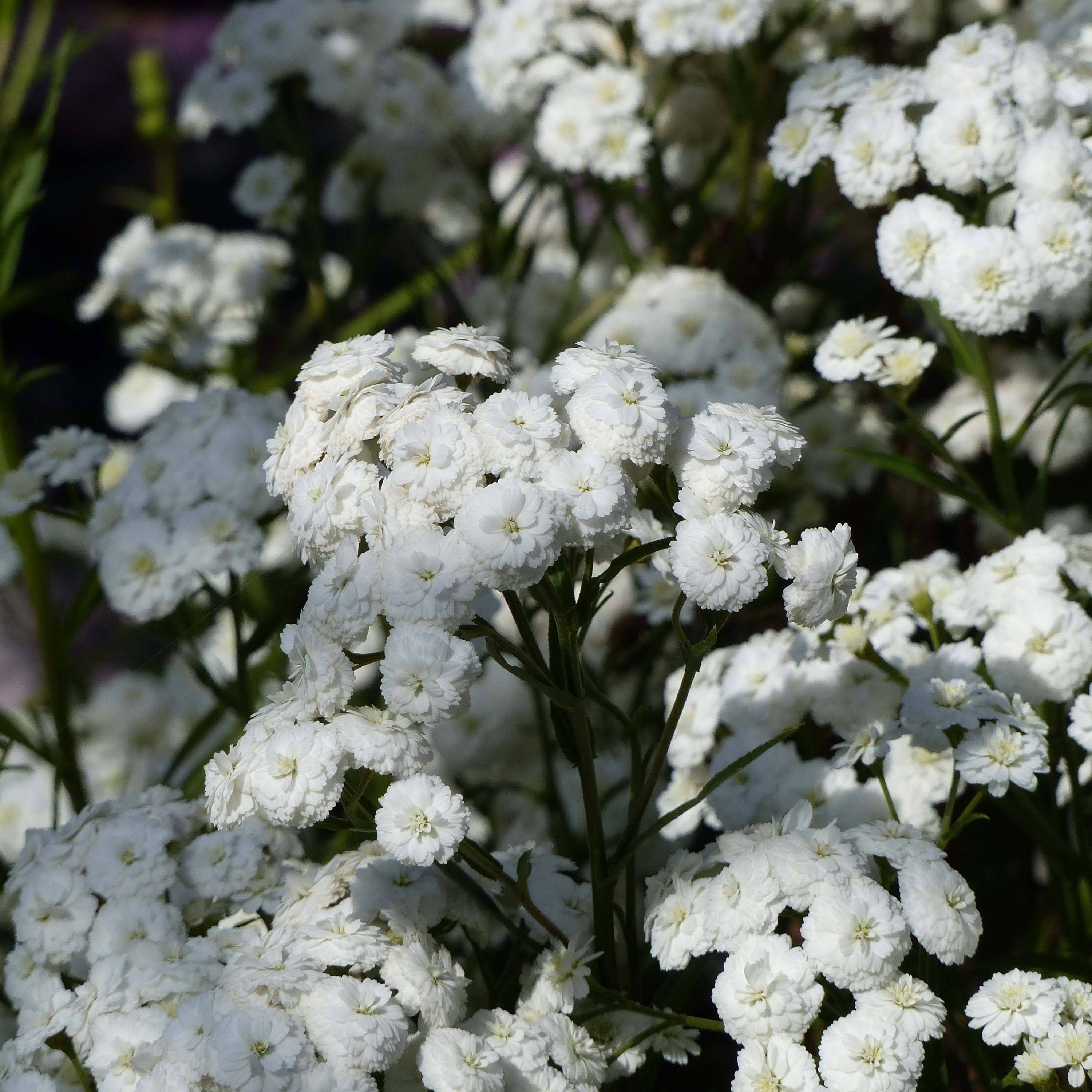 Promesse de Fleurs - Achillée ptarmica Perry's White Godet de 8/9 cm