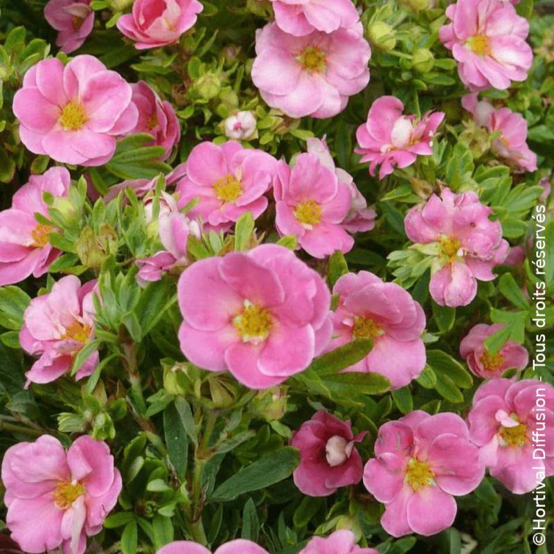 Potentille arbustive Pink Paradise®, Potentilla à fleurs Rose - feuillage Caduc - Pot de 3L - 20/40 cm- hauteur à maturité De 0,50 m à 1,00 m - Image 1