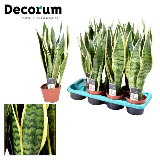 Sansevieria Laurentii - D14 H55cm