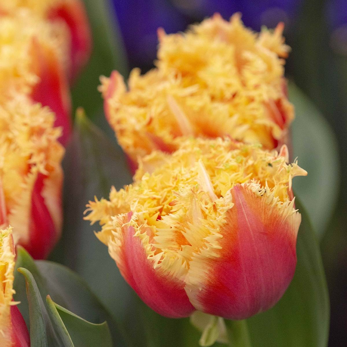 Promesse de Fleurs - Tulipe dentelée Brisbane Bulbe calibre 11+ (par 6)