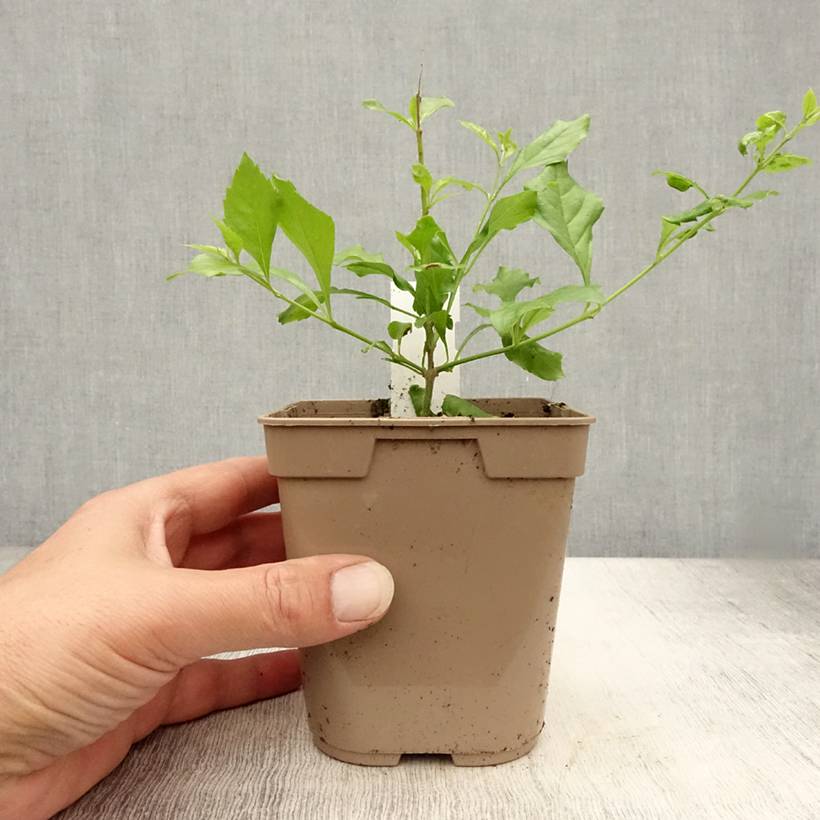 Duranta repens ou erecta - Vanillier de Cayenne Pot de 1L/1,5L - Image 2