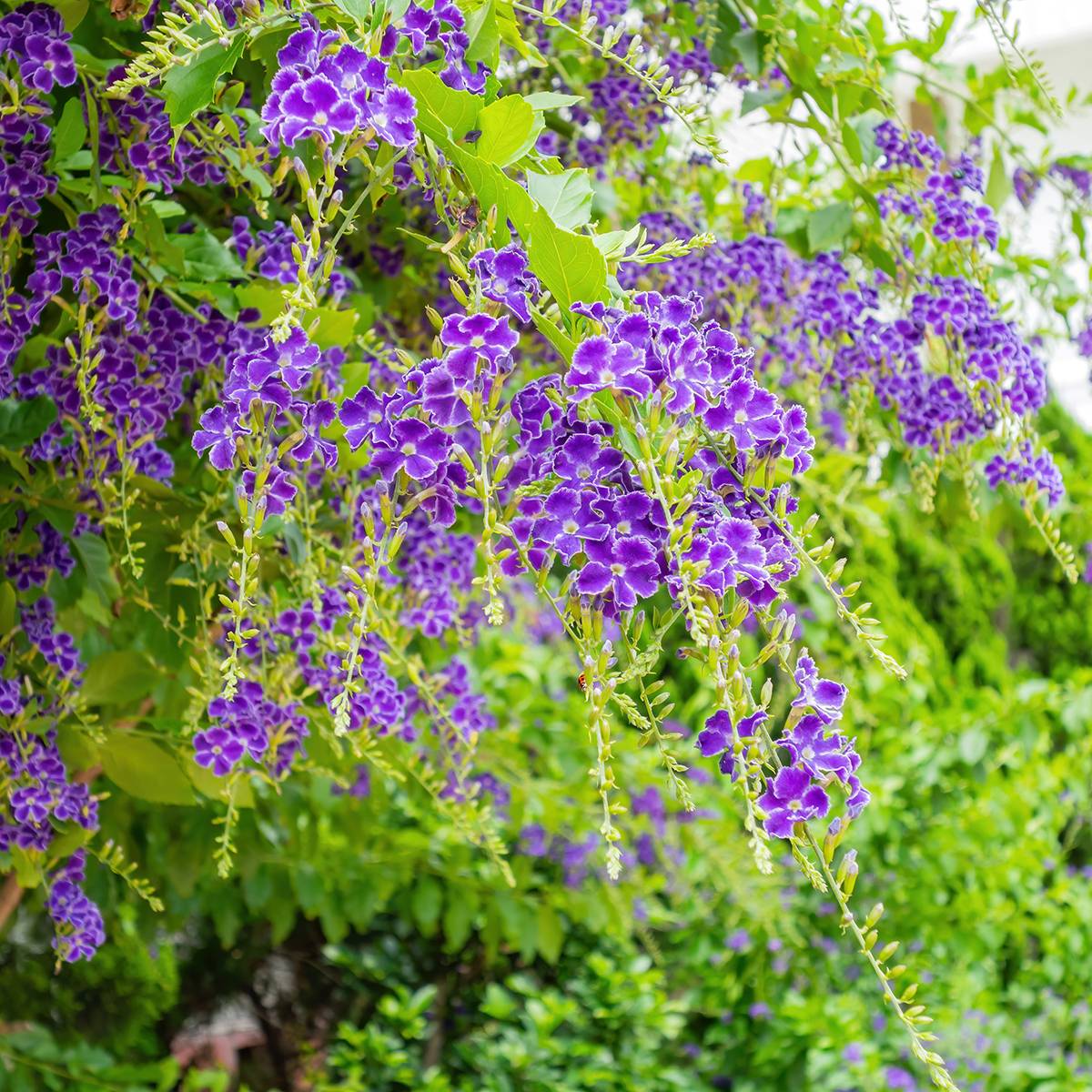Duranta repens ou erecta - Vanillier de Cayenne Pot de 1L/1,5L - Image 1