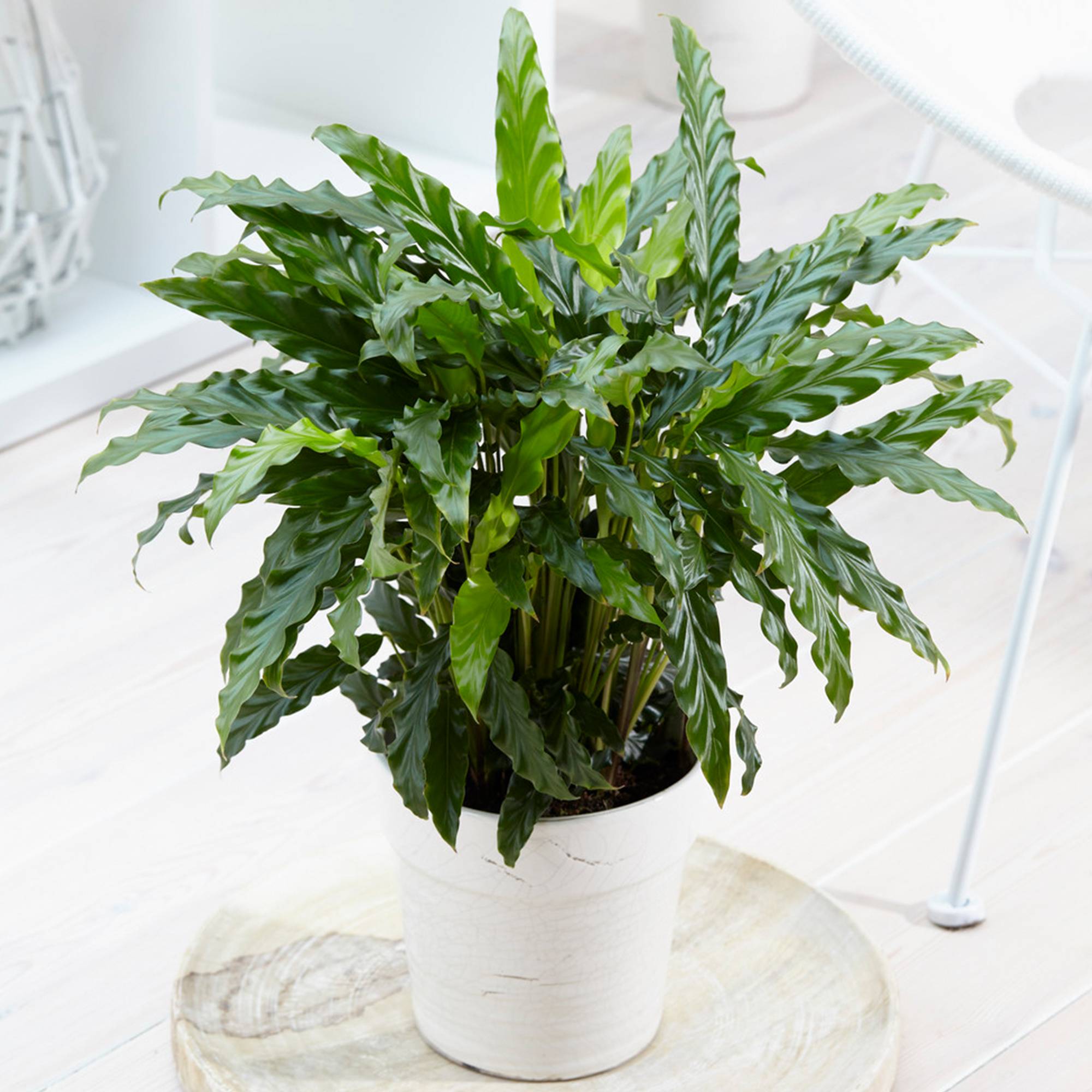 Calathea Elger Grass  Plante D'intrieur Purificatrice D'air 30-40cm En  Pot  Feuillage Vert Et Rouge Calathea Elger Grass Plante Dpolluante 30cm