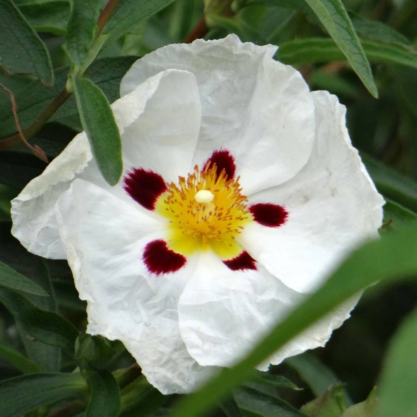 Promesse de Fleurs - Cistus aguilarii Maculatus - Ciste hybride Godet de 8/9 cm - Image 1