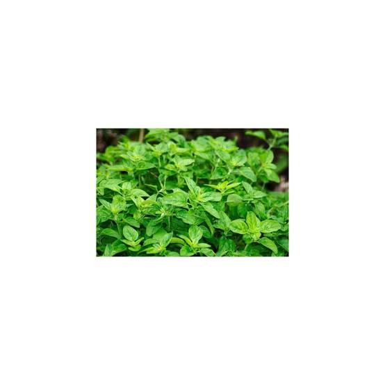 Secret Vert - Terreau Bio-Actif UAB - Secret Vert - Sac de 40L - Image 2